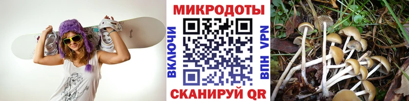 KRAKEN как войти  Реж  Галлюциногенные грибы Cubensis 